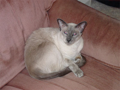 Datchi, lookin cute in my "pink" lazyboy chair.