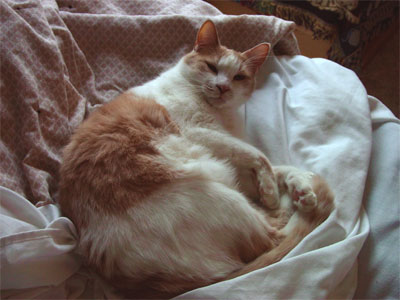 Smudge again, lookin up at me all sleepy.